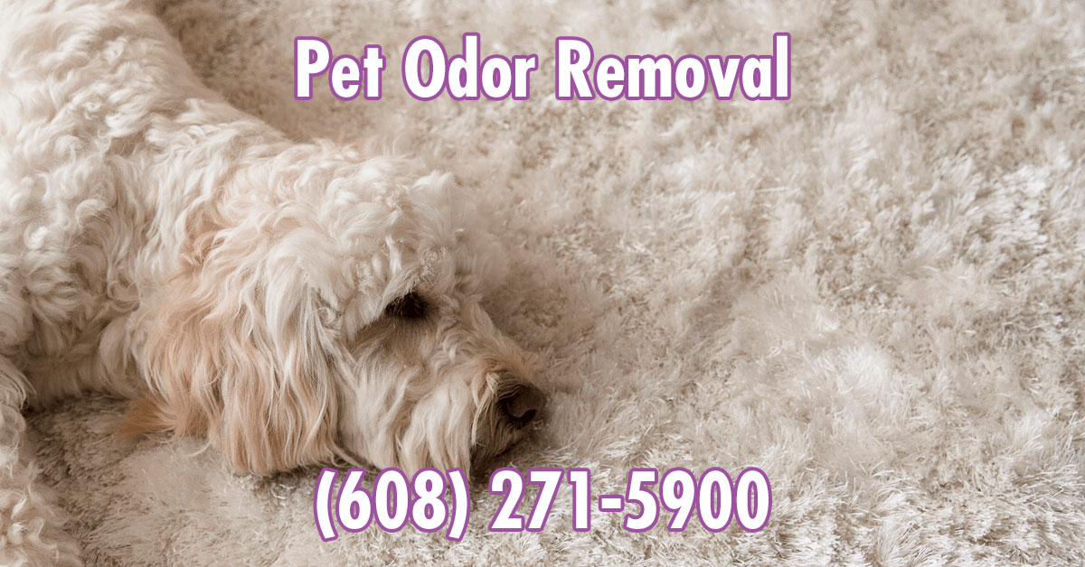 area rug pet odor removal